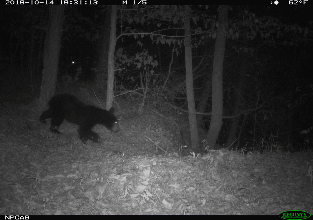 Figure 1B. A young black bear observing Interstate 40 one hundred feet away.