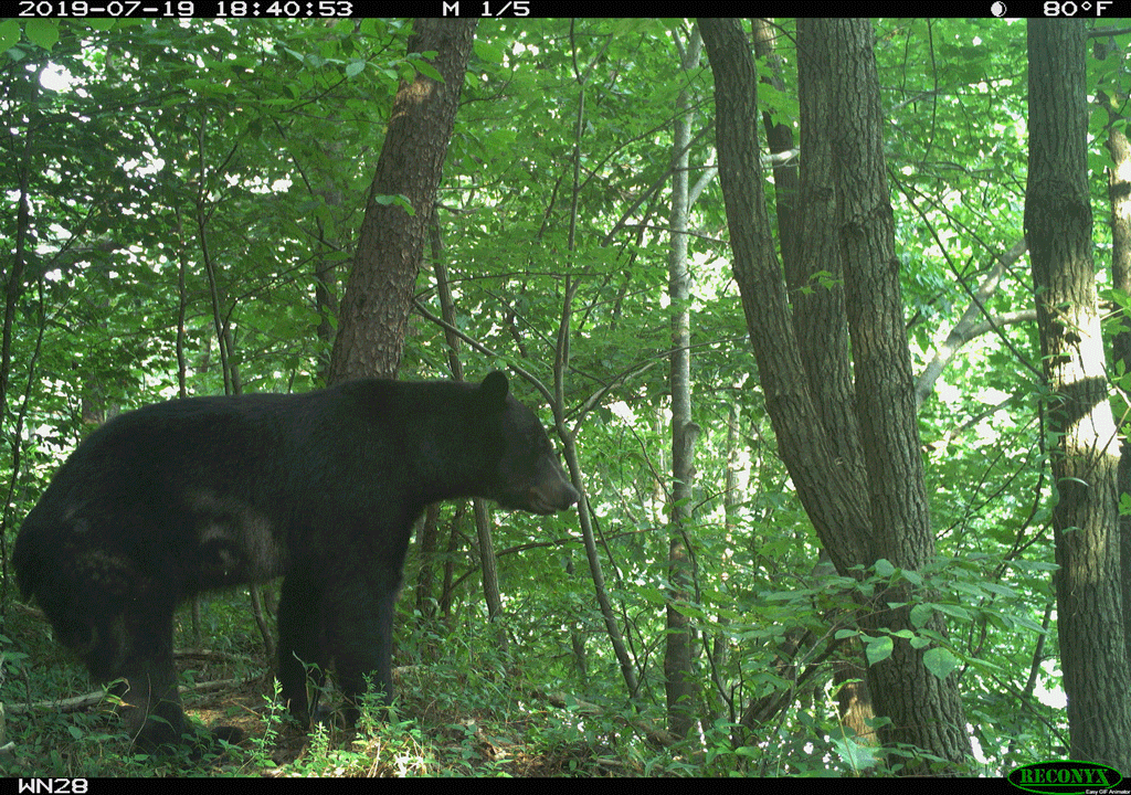 Figure 1A. An adult black bear observing Interstate 40 one hundred feet away.