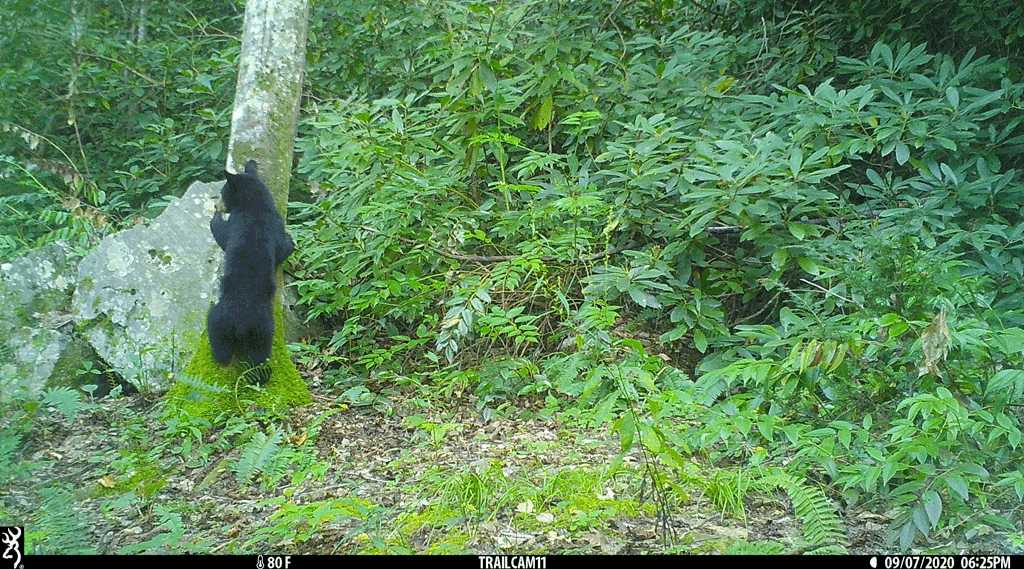 Figure 2C. Juvenile black bear climbing tree 1000 feet from Interstate 40.