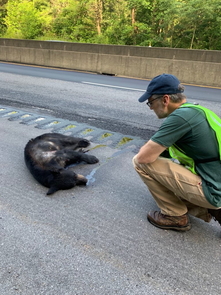 A black bear is fatally struck along Interstate 40.