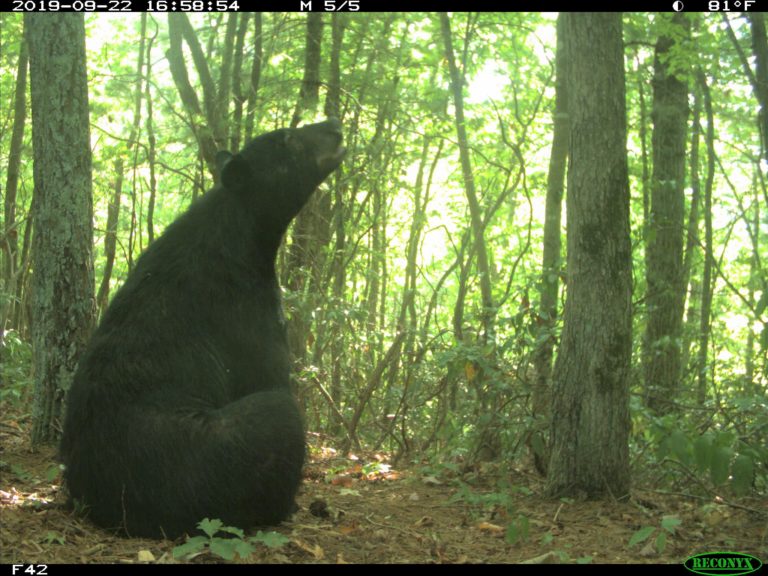 An adult male black bear sitting 700 feet from Interstate 40 just before dusk.